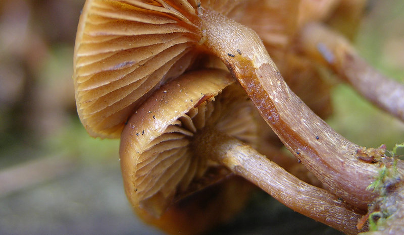 Galerina da determinare n36(2007)